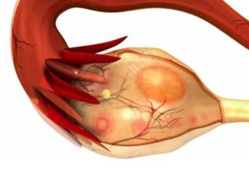 幫助卵泡天然發(fā)育的食物有哪些？這些促排食物千萬別錯(cuò)過