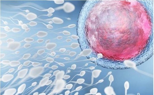 凍精和鮮精哪個進行配胚胎好？